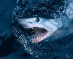 While on expedition for great white sharks in Australia, ... by Craig Scott 
